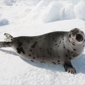 Meet your Posher, Chenyu